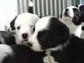 4 week old Corgi puppies playing