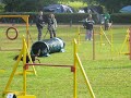 australsk� kelpie - agility ( Gelsenkirchen )
