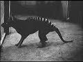 THYLACINE-ANIMALES RAROS -CRIPTOZOOLOGIA THYLACINE-ANIMALES RAROS -CRIPTOZOOLOGIA