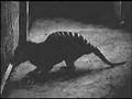THYLACINE-ANIMALES RAROS -CRIPTOZOOLOGIA