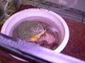 Male pyxies eats mice. Pt-1 Male pyxies eats mice. Pt-1