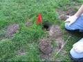 Gopher Trap--Basic Gopher Trapping Techniques