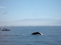Humpback Whales Humpback Whales