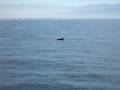 Humpback Whales