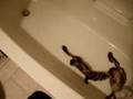 'Nuki and Sessho Bath Time