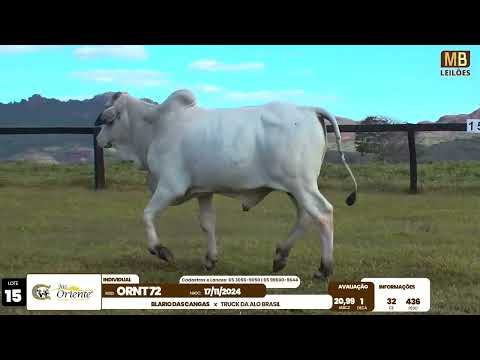 1� LEIL�O PRODU��O FAZENDA ORIENTE
