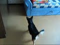 crazy dog with laser crazy dog with laser