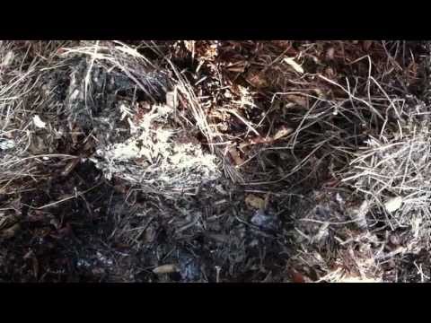 how to kill mulch fungus