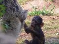Lustiger Zoo