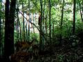 Trail cam vids over BagrBuck