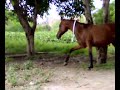 KATHIAWARI breed Horse