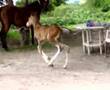 KATHIAWARI breed Horse