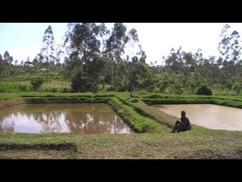how to fertilize fish pond