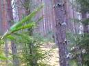 hirvihaukku