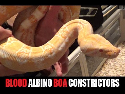 YouTube reptile video