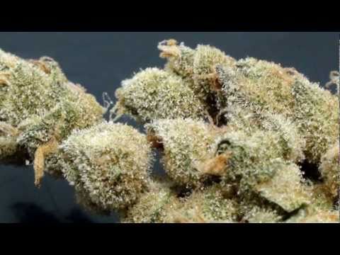 HASH