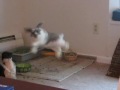 Bailey Bunny Binky Catch'n Air