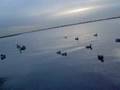 SeaCock Duck Hunting 4
