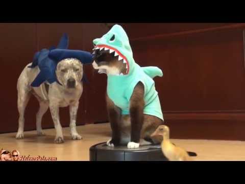 Cat Shark Duck Dog Roomba Drama Awesome