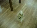 Ayumi de Candy Pomerania jugando en el trabajo!