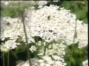 Perception of weeds