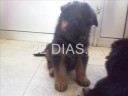 Pastor Aleman (Wendy 4) LOS CACHORROS Pastor Aleman (Wendy 4) LOS CACHORROS