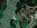 Rozen Maiden- Beethoven`s Virus