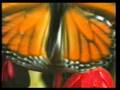 Harun Yahya The Journey of the Monarch Butterfly