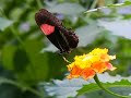 Butterfly drinking nectar Butterfly drinking nectar