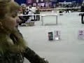 Afghan Hound \"????????? -????? Eukanuba - 2008\" Afghan Hound \"????????? -????? Eukanuba - 2008\"