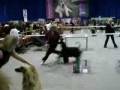 Afghan Hound Созвездие -Кубок Eukanuba - 2008