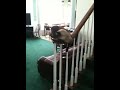 Kitty on a bannister