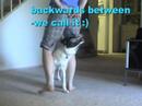Amazing Dog Tricks- 7 1/2 months