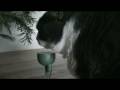 videos de Cat watering fail