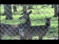 Deer Park Bennington VT May 2007