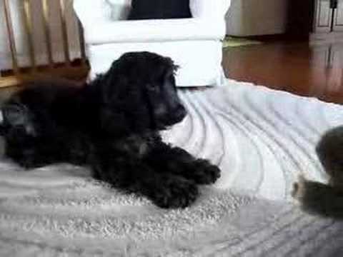 Black Cocker Spaniel with Monkey toy