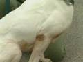 High-Speed Chase Leads Police To Possible Dog-Fighting Ring