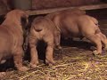 Boerboel Puppies 1 Boerboel Puppies 1