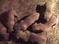 Boerboel video