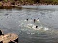 Ajra Ajra