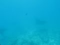 raie manta à padangbay (bali)/manta ray in padangbay (Bali)