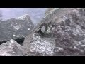 Kolkos natur (Ini&ouml;, Finland 2008)