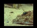 Angler Fish - Fauna Clips