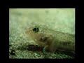 Angler Fish - Fauna Clips