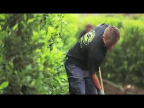 how to fertilize ficus hedges