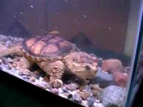 Snapping Turtle Eats Goldfish