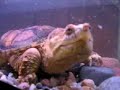 Snapping turtle eats goldfish
