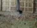 videos de Puppy Barrel Racing