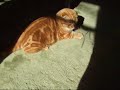 日向ぼっこ中、影に反応するむむこま。ねこじゃらしの影でじゃらしてみました♪