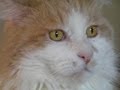 Mr Muggles Meets His Father - YouTube